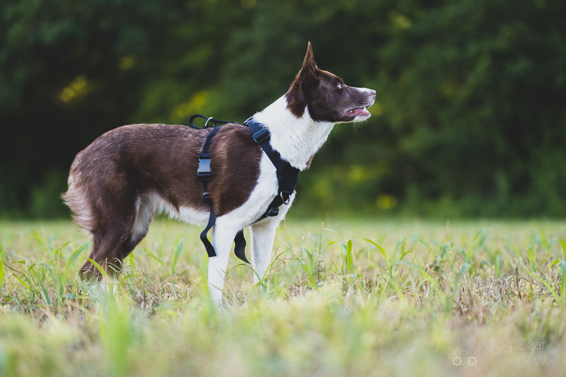 OneTigris Goliath Training Harness Review | Dog Gear Review