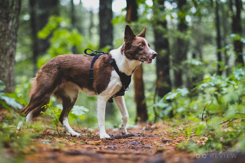 OneTigris Goliath Training Harness Review | Dog Gear Review