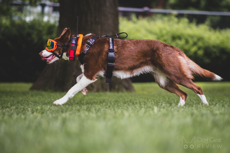 OneTigris Goliath Training Harness Review | Dog Gear Review