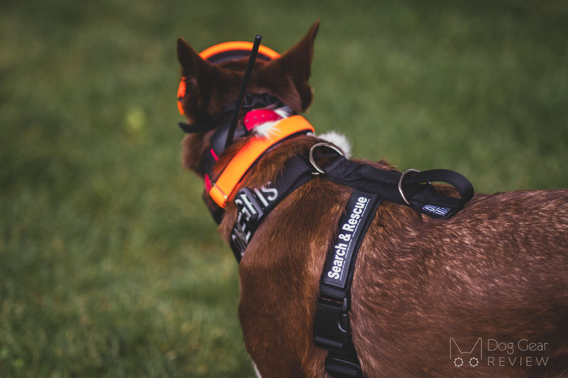 OneTigris Goliath Training Harness Review | Dog Gear Review