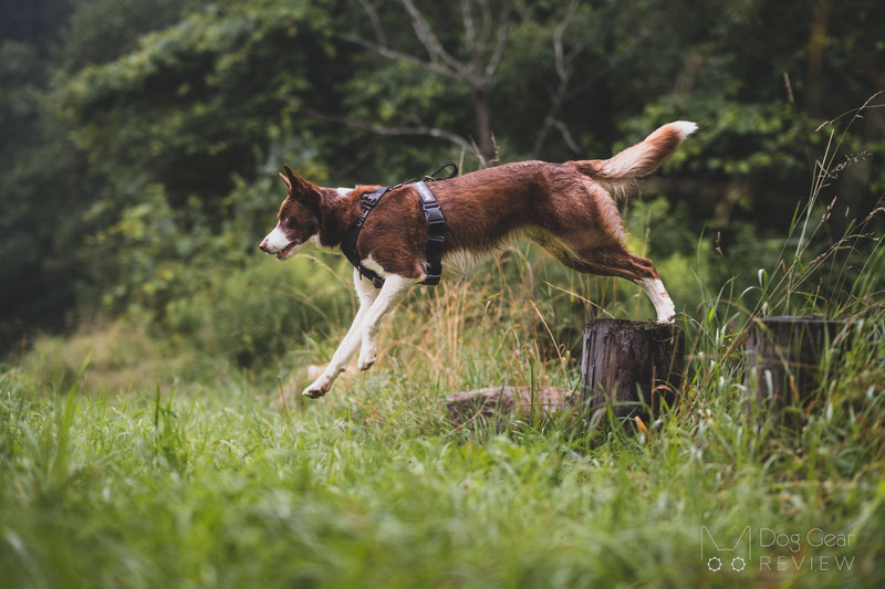 OneTigris Goliath Training Harness Review | Dog Gear Review