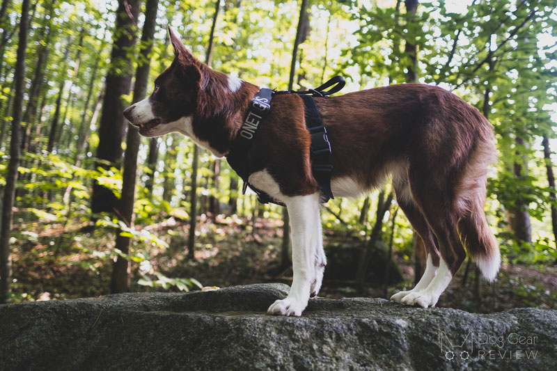 OneTigris Goliath Training Harness Review | Dog Gear Review