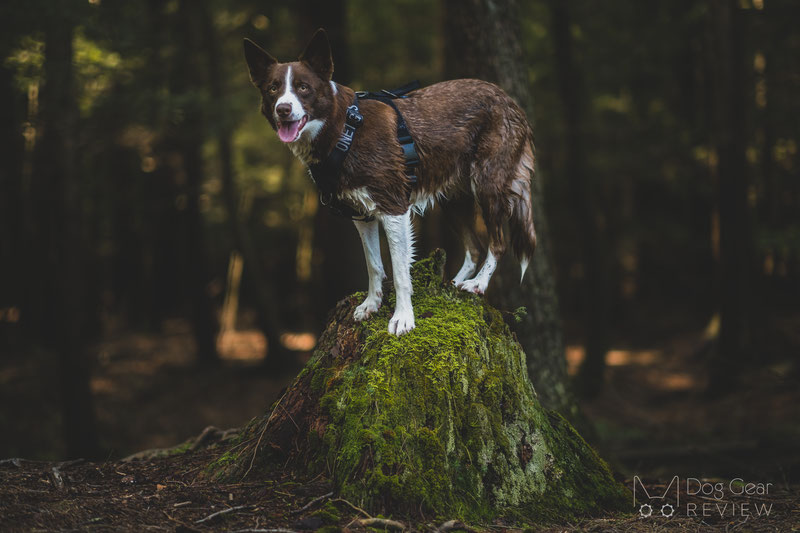 OneTigris Goliath Training Harness Review | Dog Gear Review