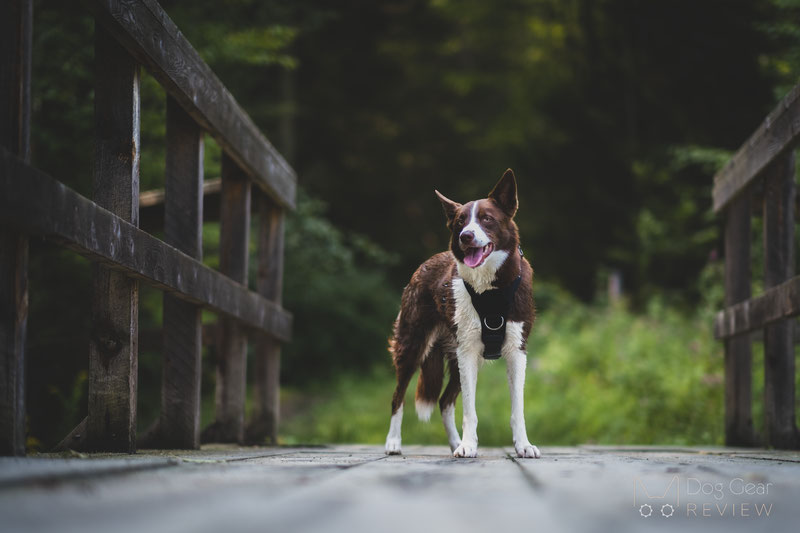 OneTigris Goliath Training Harness Review | Dog Gear Review