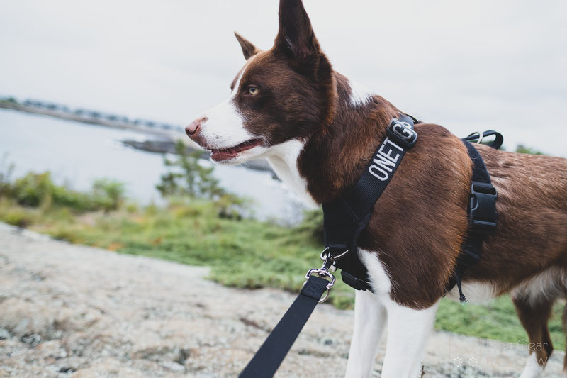 OneTigris Goliath Training Harness Review | Dog Gear Review