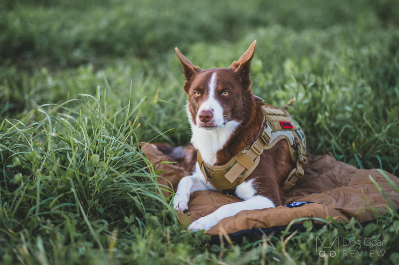 OneTigris Dog Sleeping Mat 03 Review | Dog Gear Review