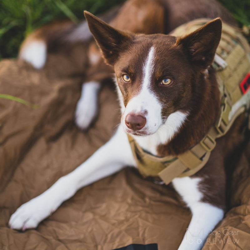 OneTigris Dog Sleeping Mat 03 Review | Dog Gear Review