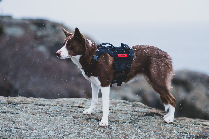 APOLLO 09 TACTICAL DOG HARNESS REVIEW