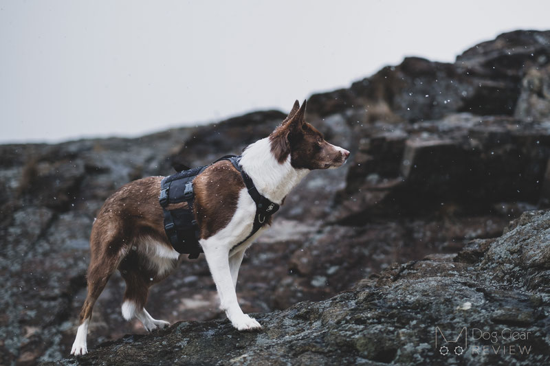 OneTigris Metall K9 Harness Review | Dog Gear Review