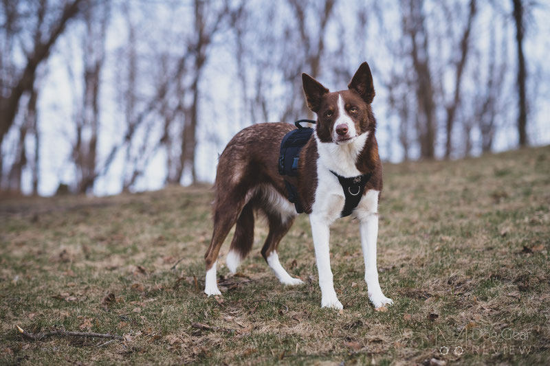 OneTigris Metall K9 Harness Review | Dog Gear Review