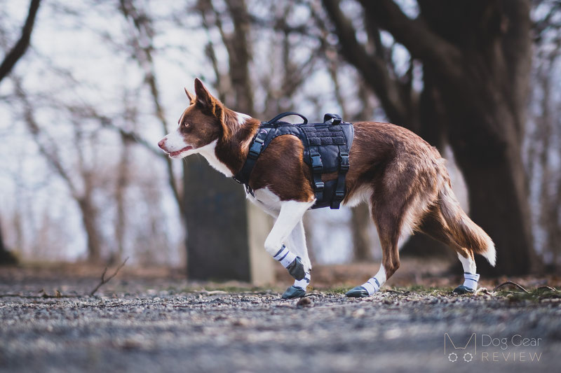 OneTigris Metall K9 Harness Review | Dog Gear Review