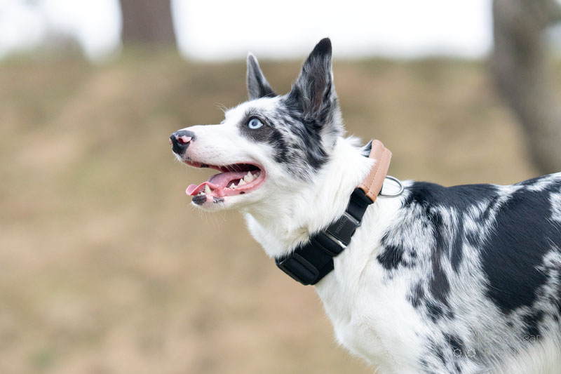  OneTigris Pouch Collar Review | Dog Gear Review