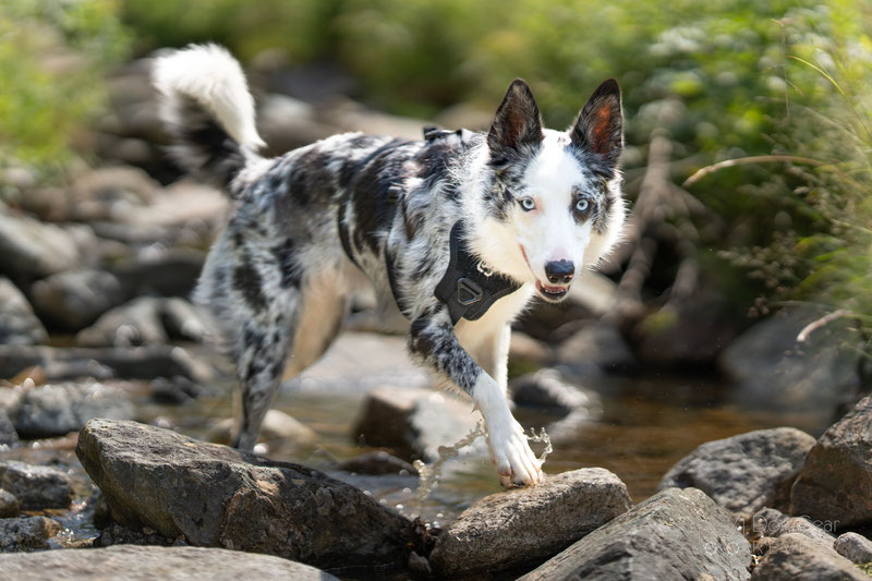 OneTigris T-BONE Tactical Harness Review | Dog Gear Review