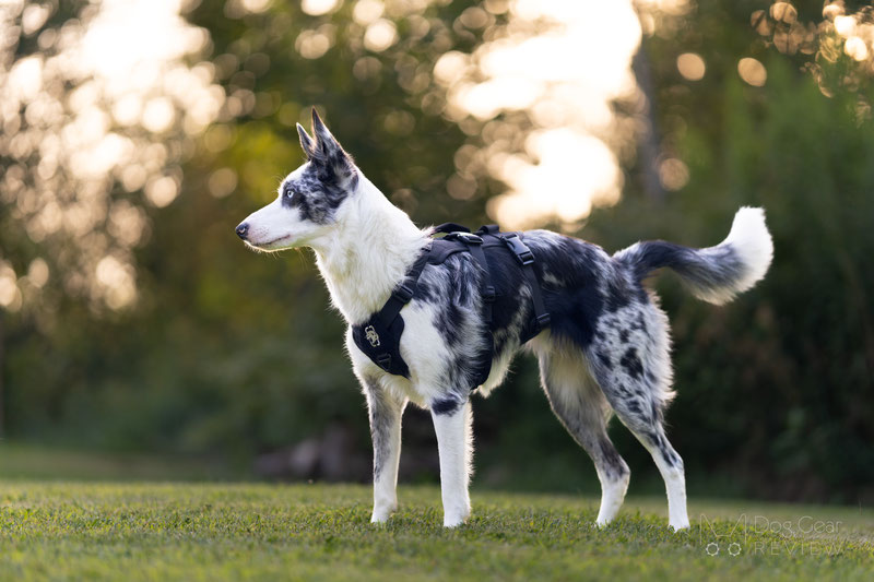 OneTigris T-BONE Tactical Harness Review | Dog Gear Review