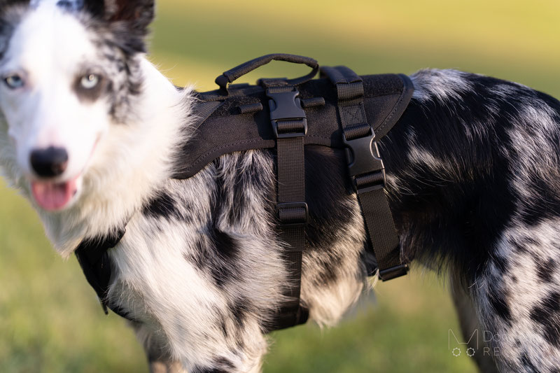 OneTigris T-BONE Tactical Harness Review | Dog Gear Review