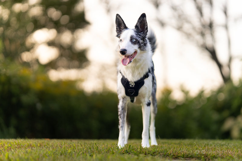 OneTigris T-BONE Tactical Harness Review | Dog Gear Review