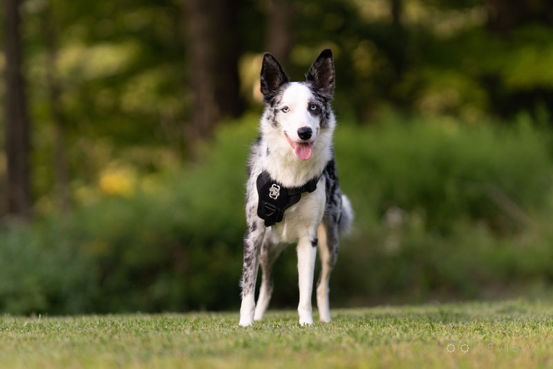 OneTigris T-BONE Tactical Harness Review | Dog Gear Review