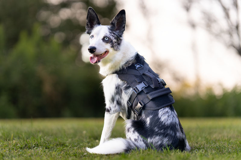 OneTigris T-BONE Tactical Harness Review | Dog Gear Review