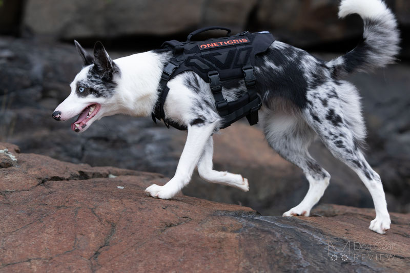  OneTigris X-ARMOR Tactical Harness Review | Dog Gear Review