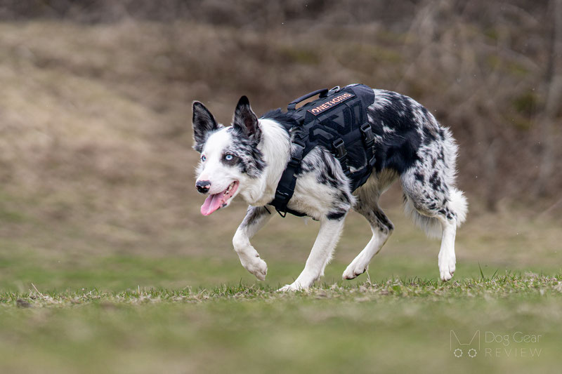  OneTigris X-ARMOR Tactical Harness Review | Dog Gear Review