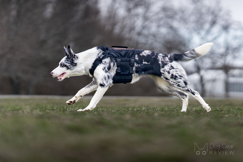  OneTigris X-ARMOR Tactical Harness Review | Dog Gear Review