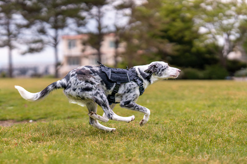 OneTigris X COMMANDER Tactical Harness Review | Dog Gear Review