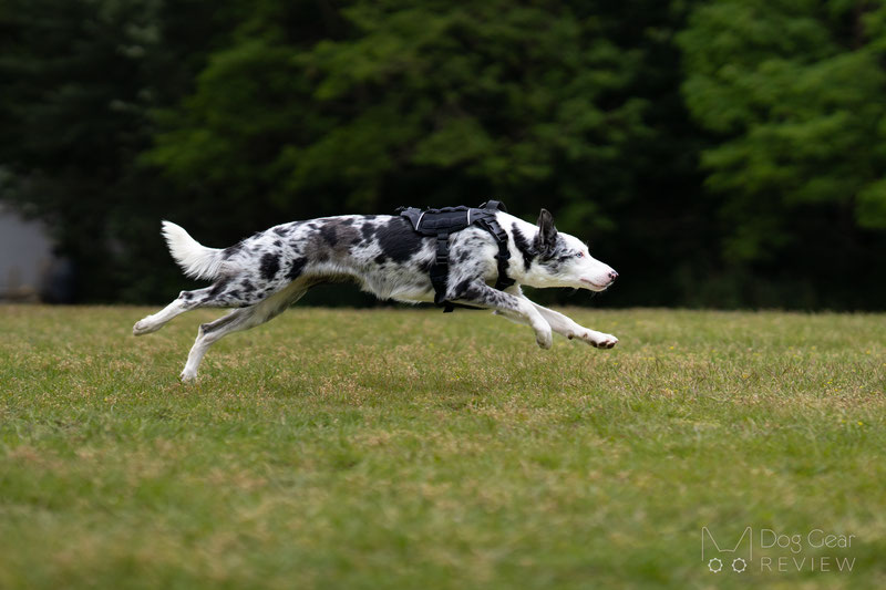 OneTigris X COMMANDER Tactical Harness Review | Dog Gear Review