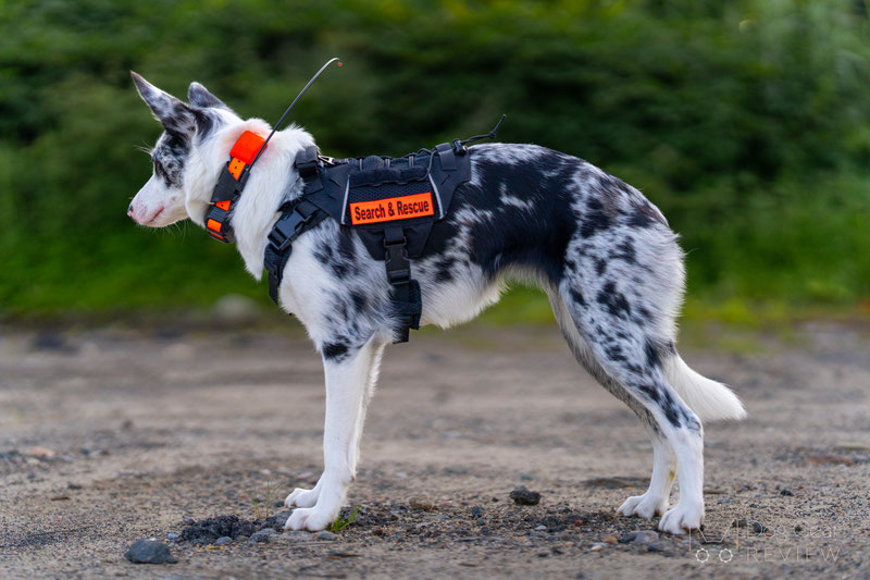 OneTigris X COMMANDER Tactical Harness Review | Dog Gear Review