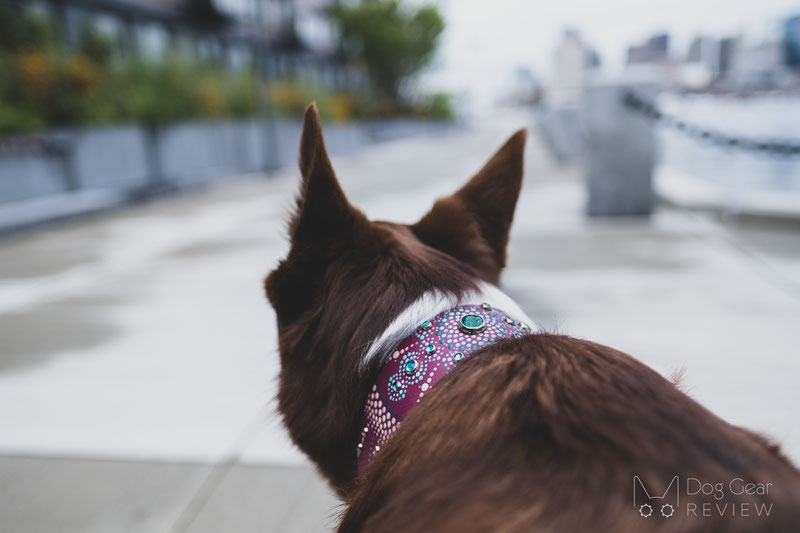 Partnered Paw Custom Collar and Leash Review | Dog Gear Review