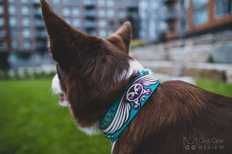 Partnered Paw Custom Collar and Leash Review | Dog Gear Review