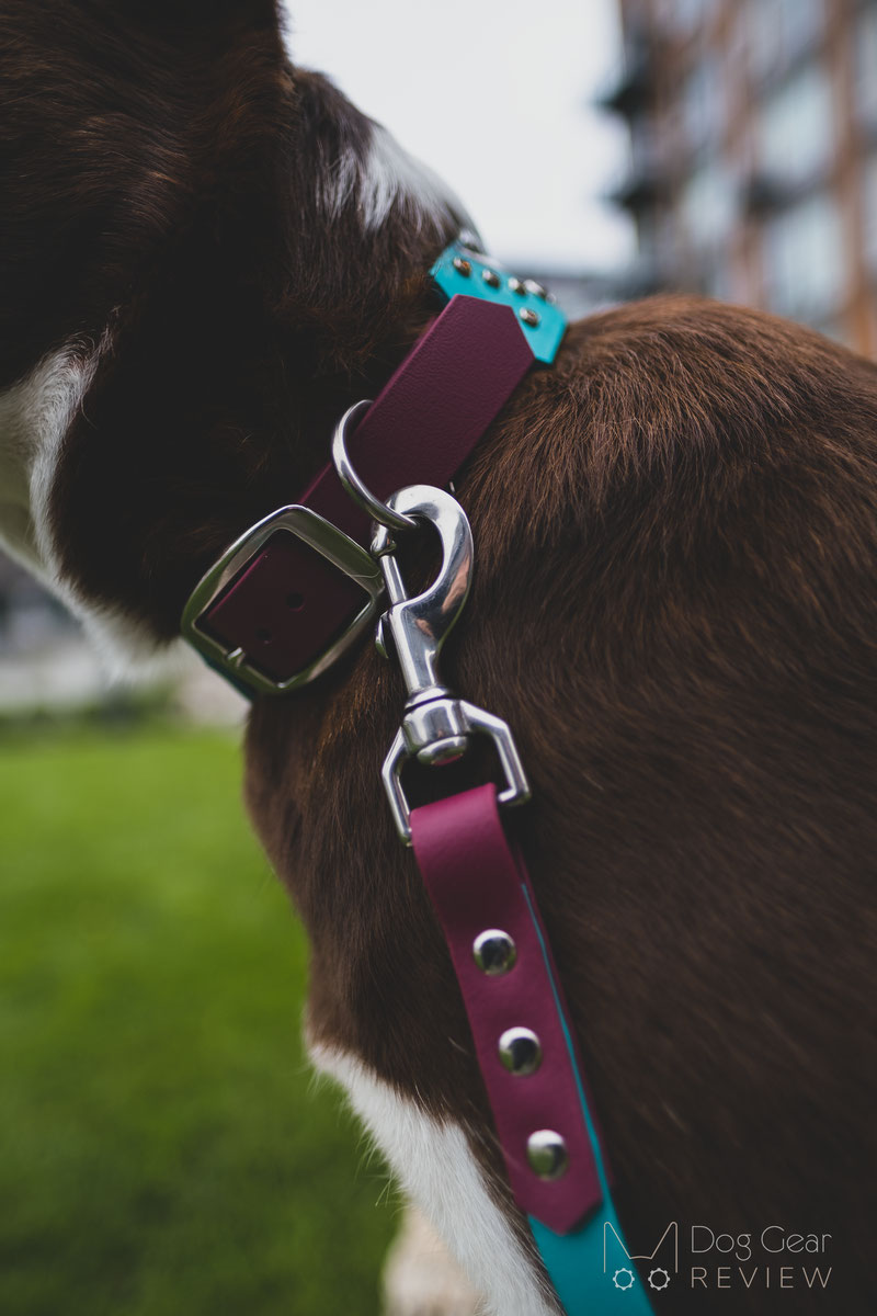 Partnered Paw Custom Collar and Leash Review | Dog Gear Review