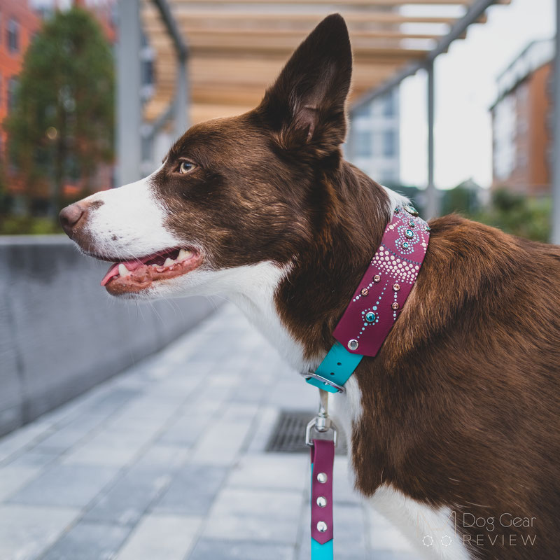 Partnered Paw Custom Collar and Leash Review | Dog Gear Review