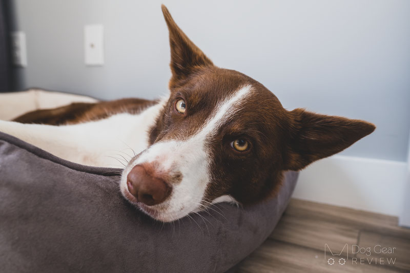 Pet Craft Supply Premium Orthopedic Lounger Bed Review | Dog Gear Review