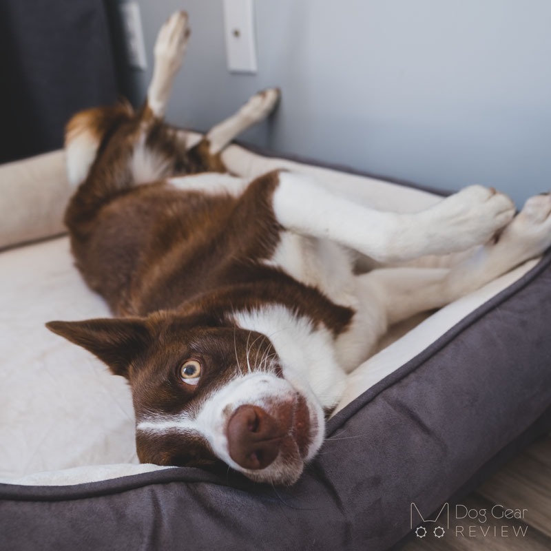 Pet Craft Supply Premium Orthopedic Lounger Bed Review | Dog Gear Review