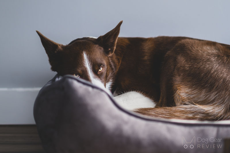 Pet Craft Supply Premium Orthopedic Lounger Bed Review | Dog Gear Review