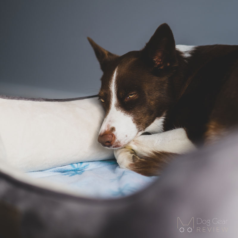 Pet Craft Supply Premium Orthopedic Lounger Bed Review | Dog Gear Review