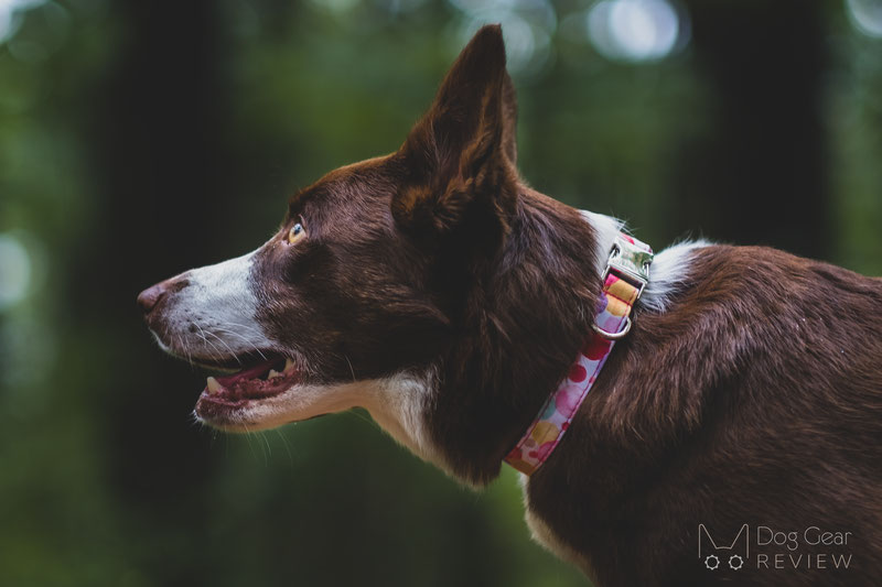 PETDURO Engraved Collar and Leash Review | Dog Gear Review