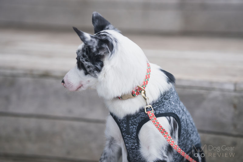 PETDURO Personalized Floral Collar and Leash Review | Dog Gear Review
