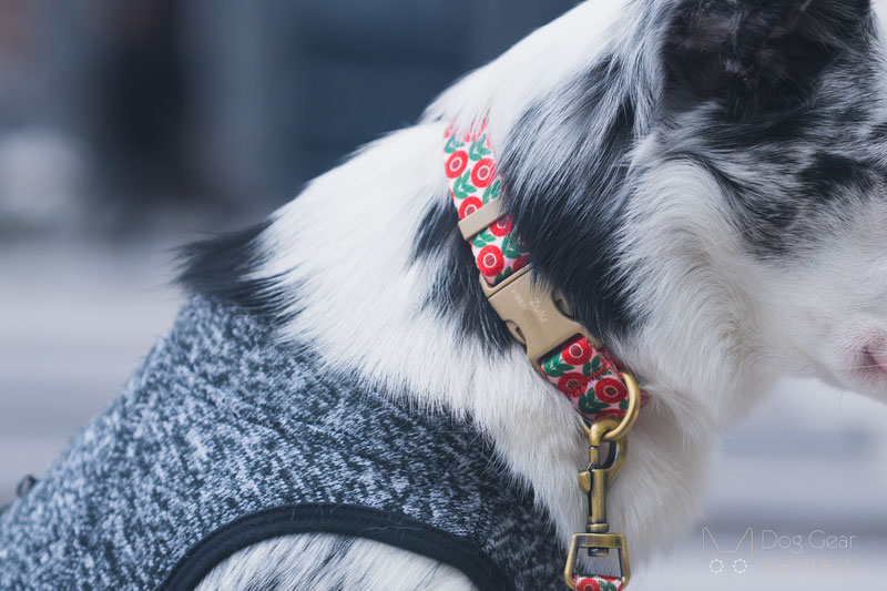 PETDURO Personalized Floral Collar and Leash Review | Dog Gear Review