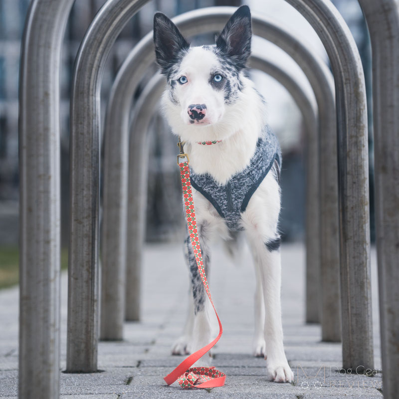 PETDURO Personalized Floral Collar and Leash Review | Dog Gear Review