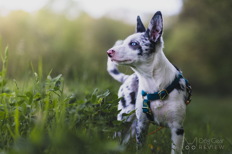 PETDURO Velvet Harness Review | Dog Gear Review