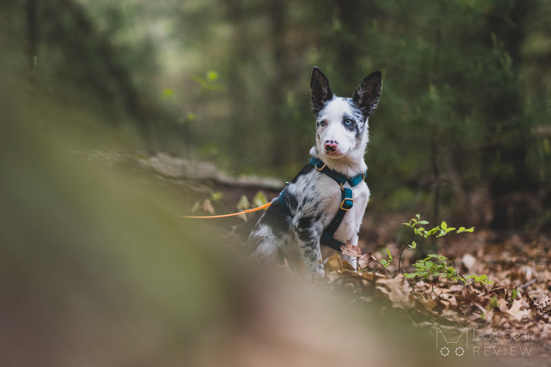 PETDURO Velvet Harness Review | Dog Gear Review
