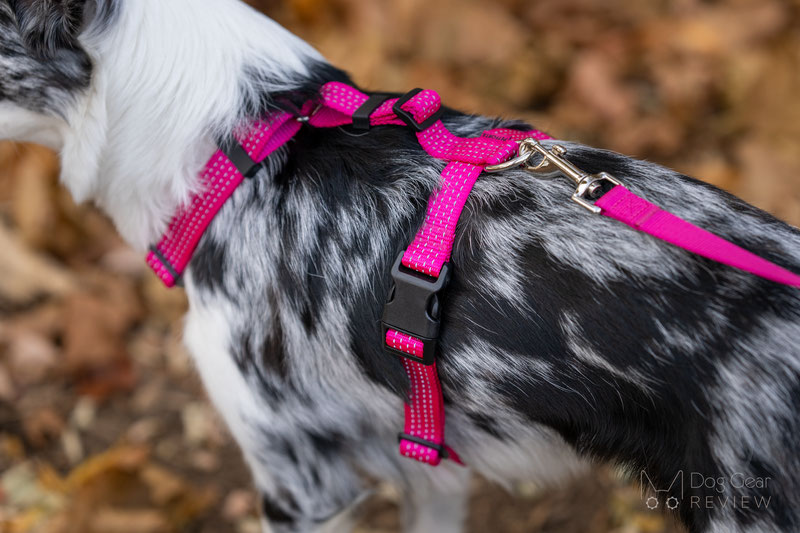 PETFORTA Anatomical Harness Review | Dog Gear Review