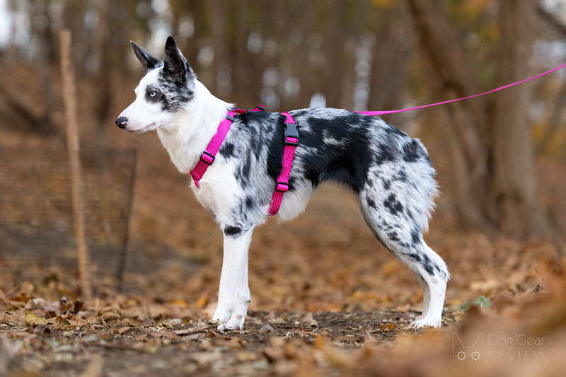 PETFORTA Anatomical Harness Review | Dog Gear Review