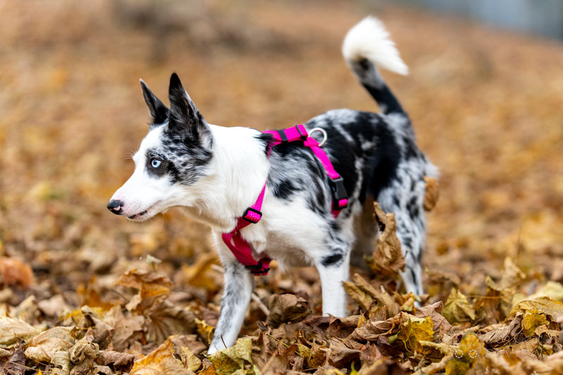 PETFORTA Anatomical Harness Review | Dog Gear Review