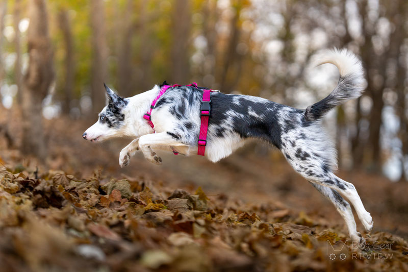 PETFORTA Anatomical Harness Review | Dog Gear Review