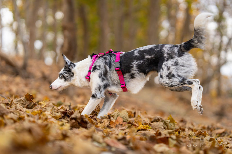 PETFORTA Anatomical Harness Review | Dog Gear Review