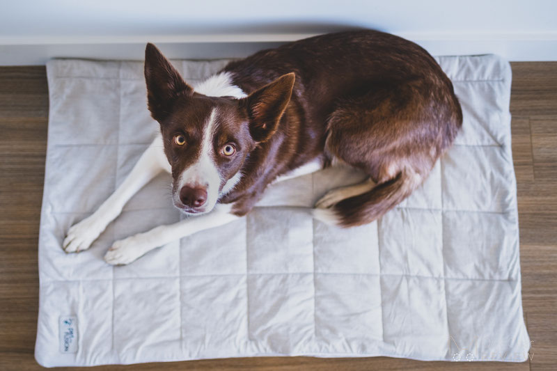 Petfusion dog clearance blanket