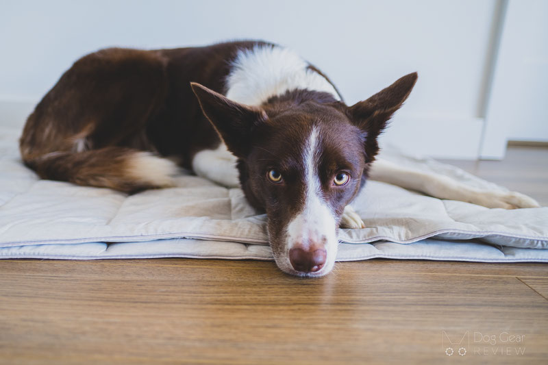 PetFusion Premium Cooling Blanket Review | Dog Gear Review