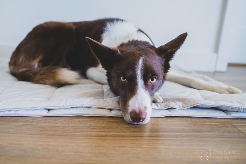 Petfusion dog outlet blanket